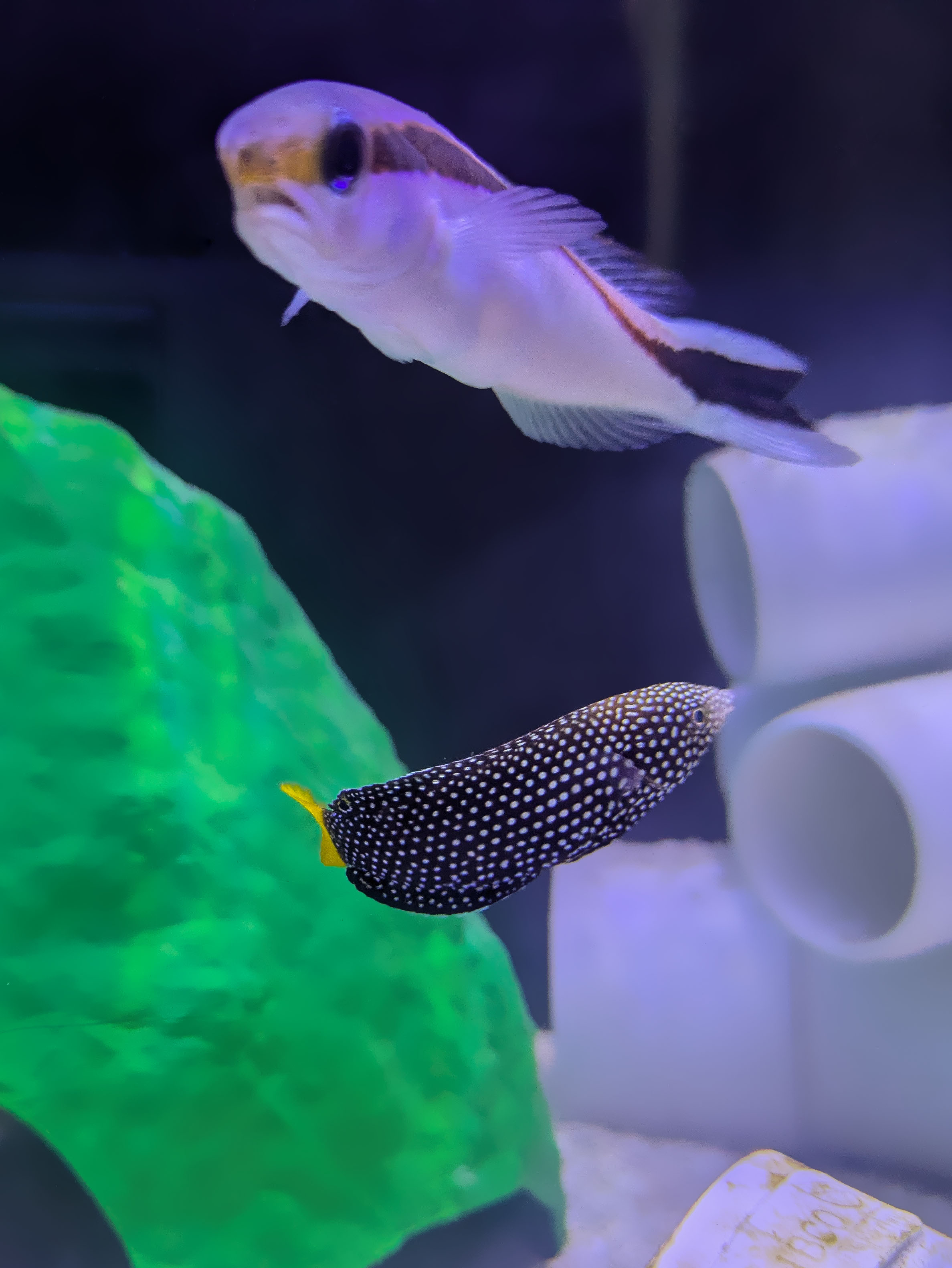 Sushi with Tamarin wrasse