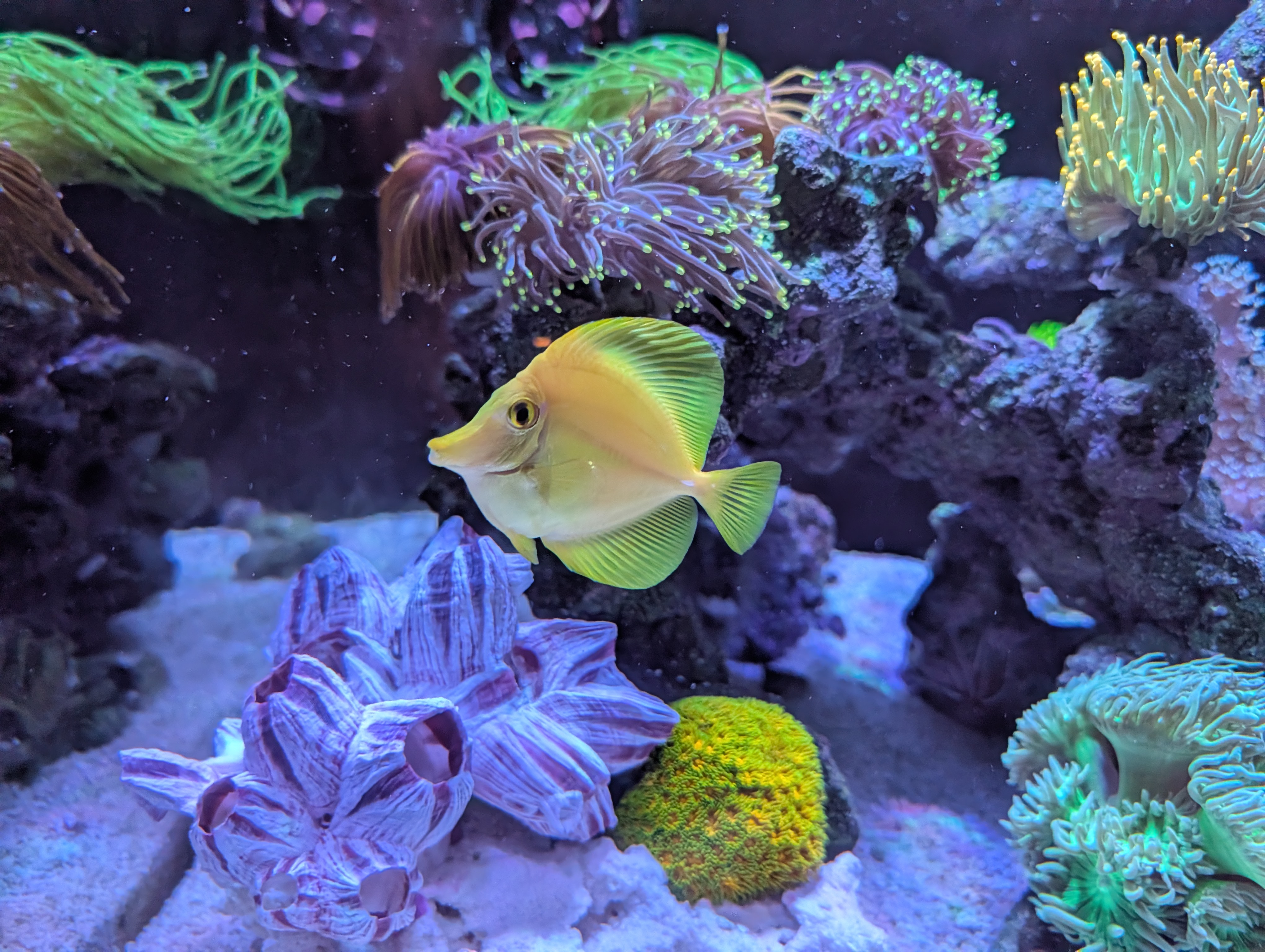 Yellow tang