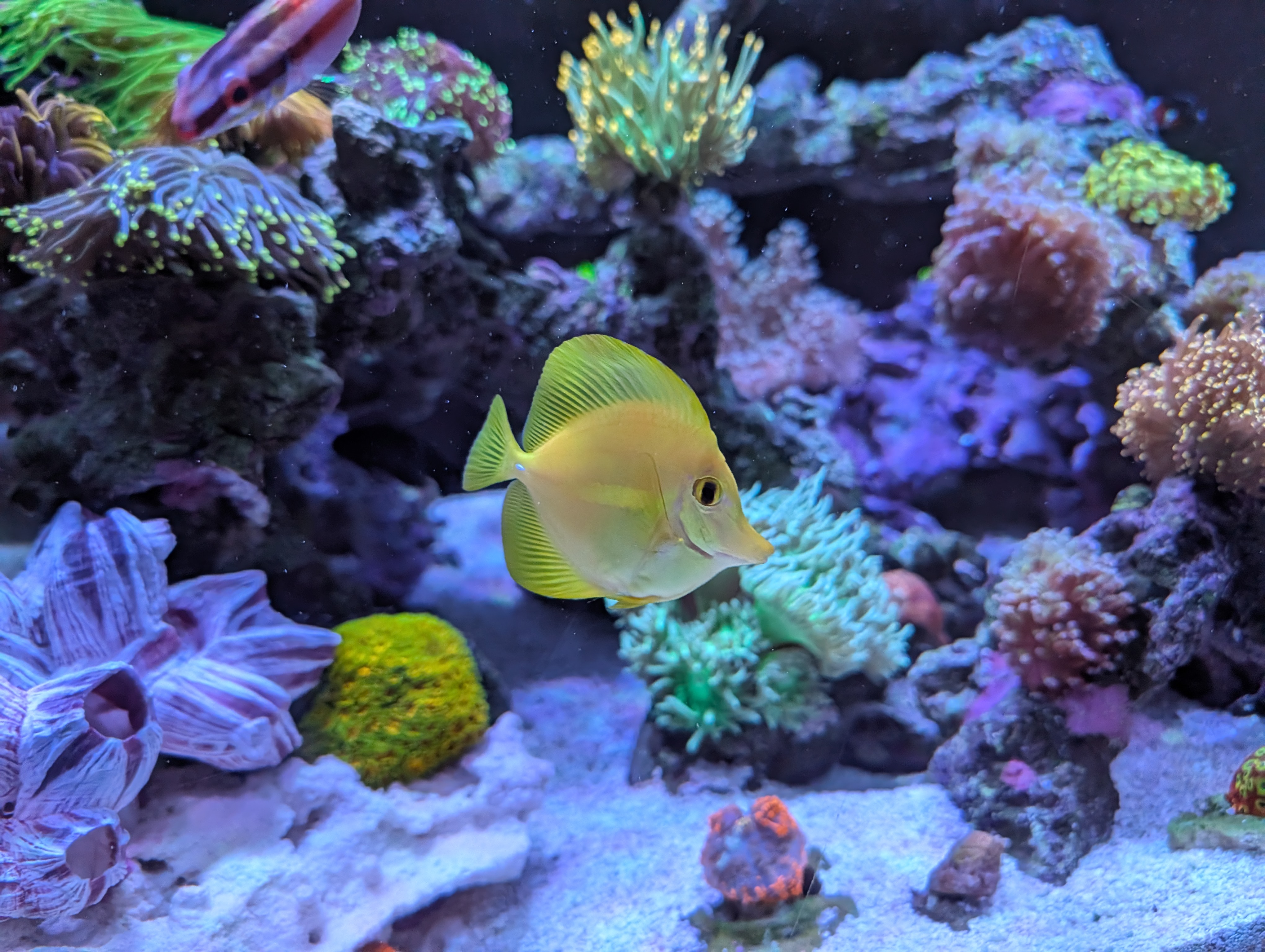 Yellow tang