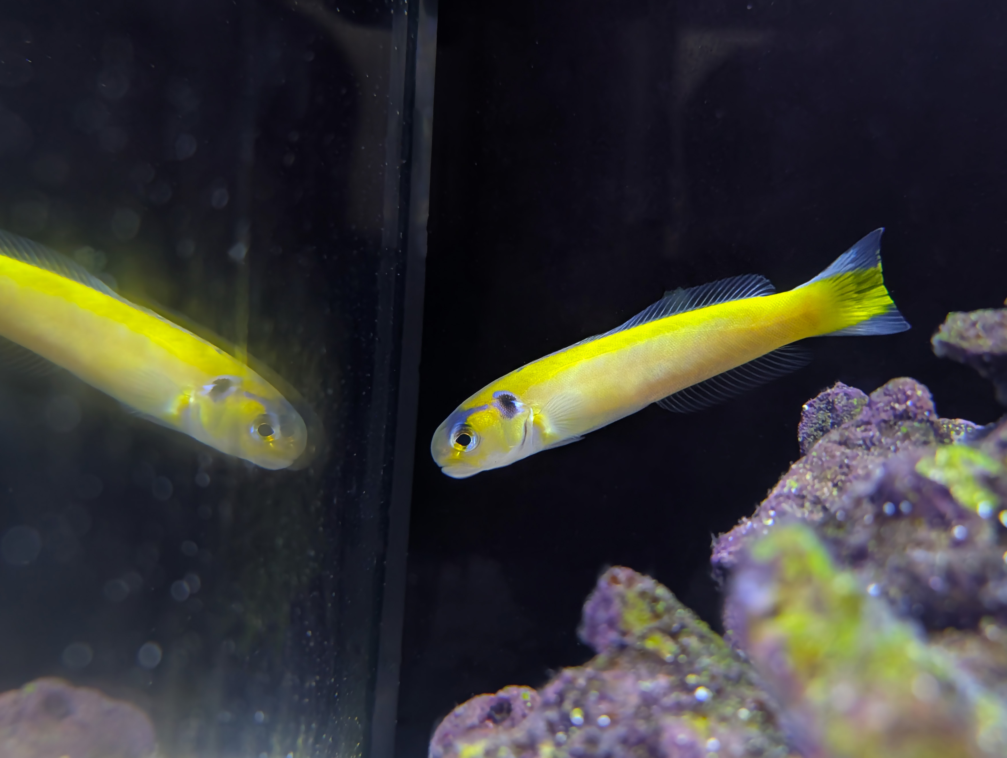 Tamago, Yellow Tilefish