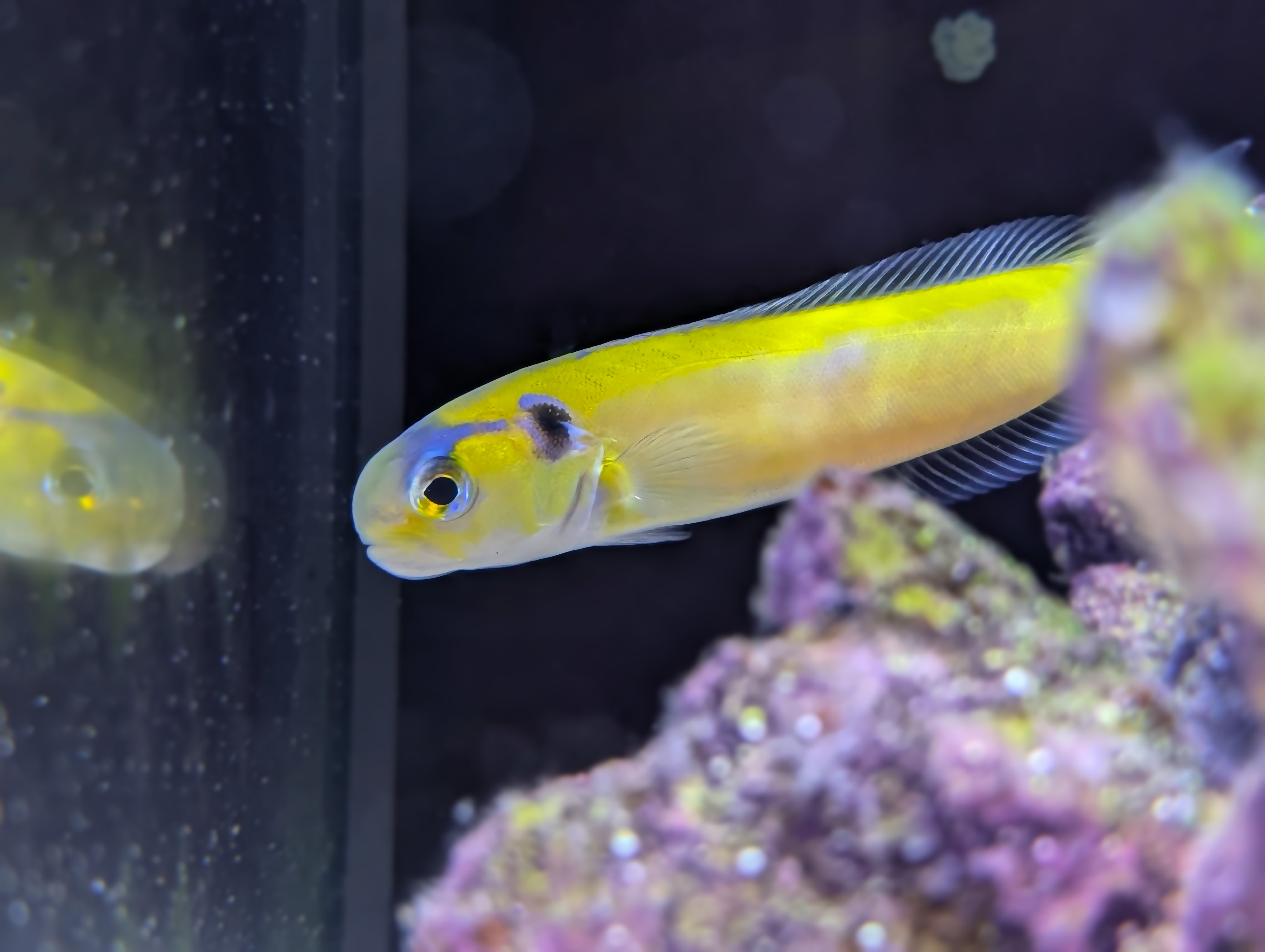 Tamago, Yellow Tilefish
