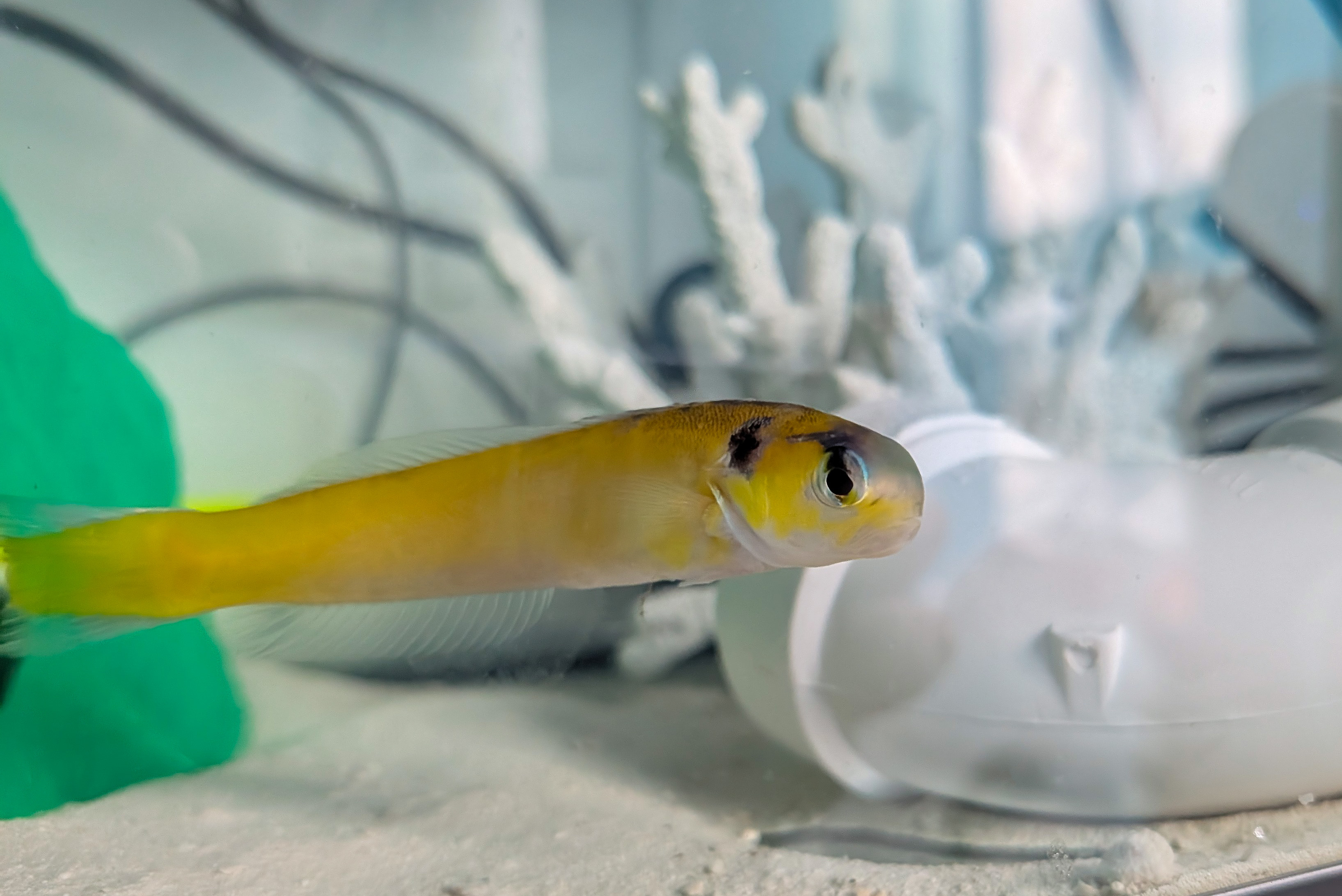 Yellow Tilefish in QT