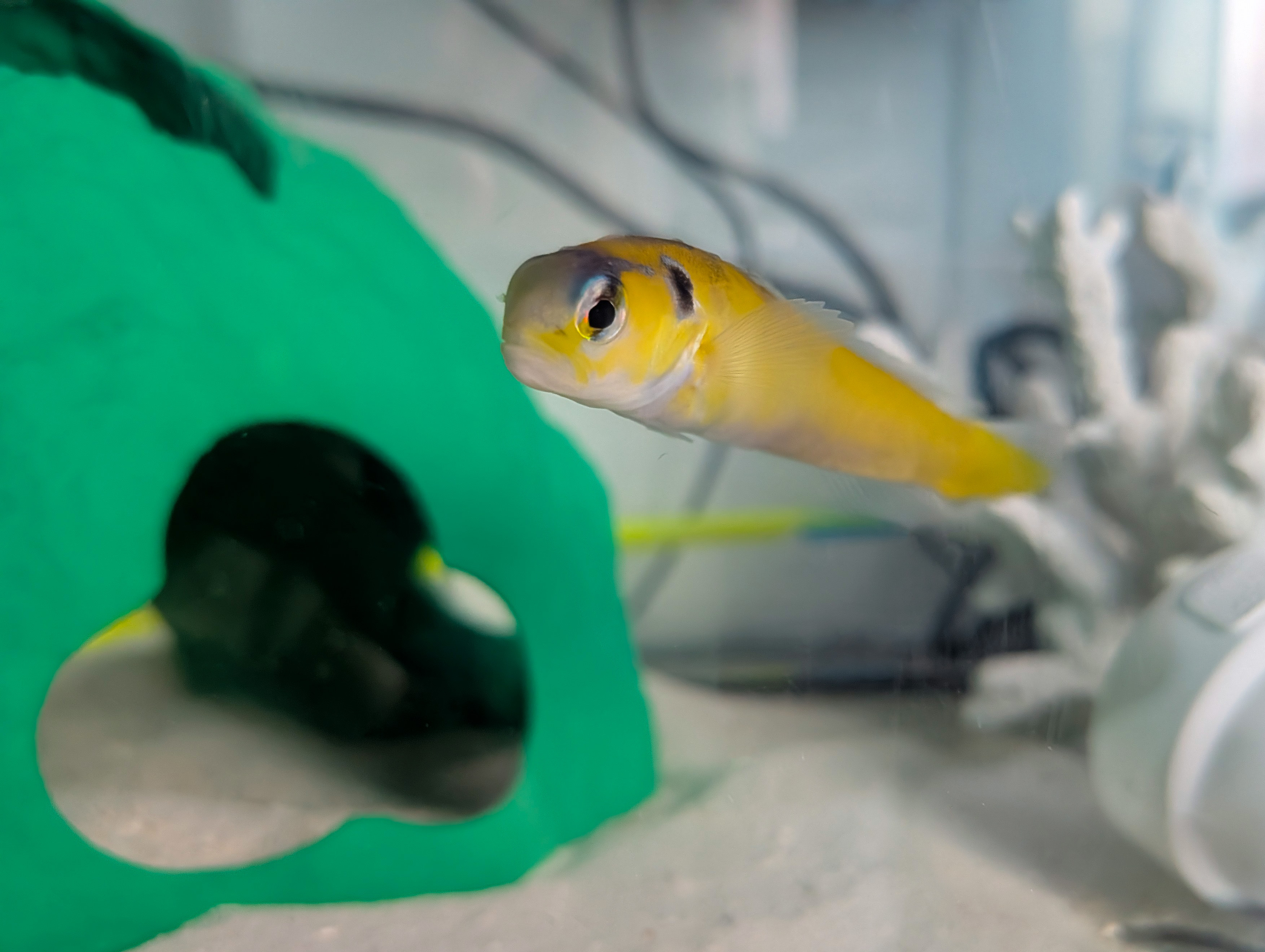 Yellow Tilefish in QT