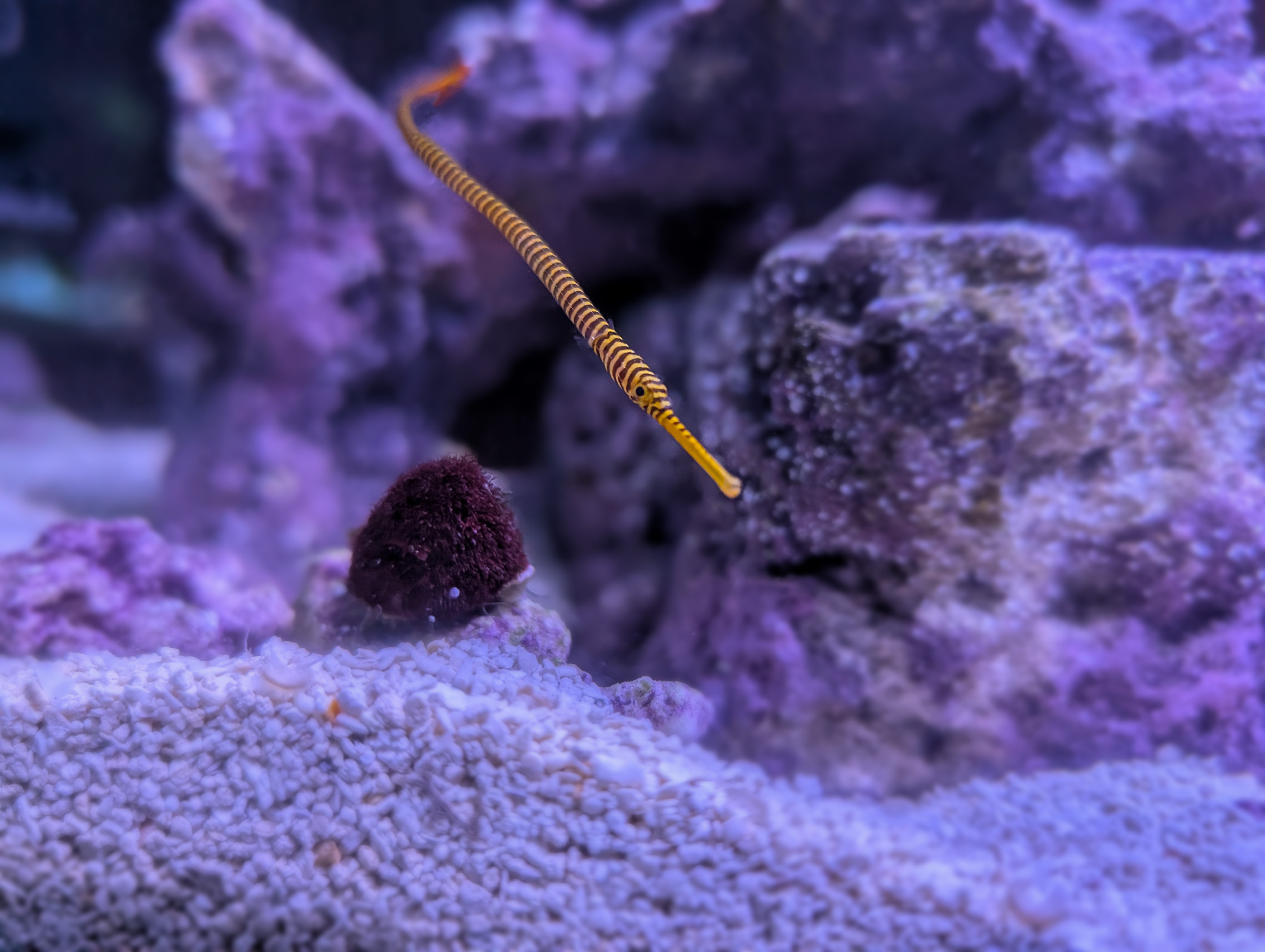 Multibanded Pipefish