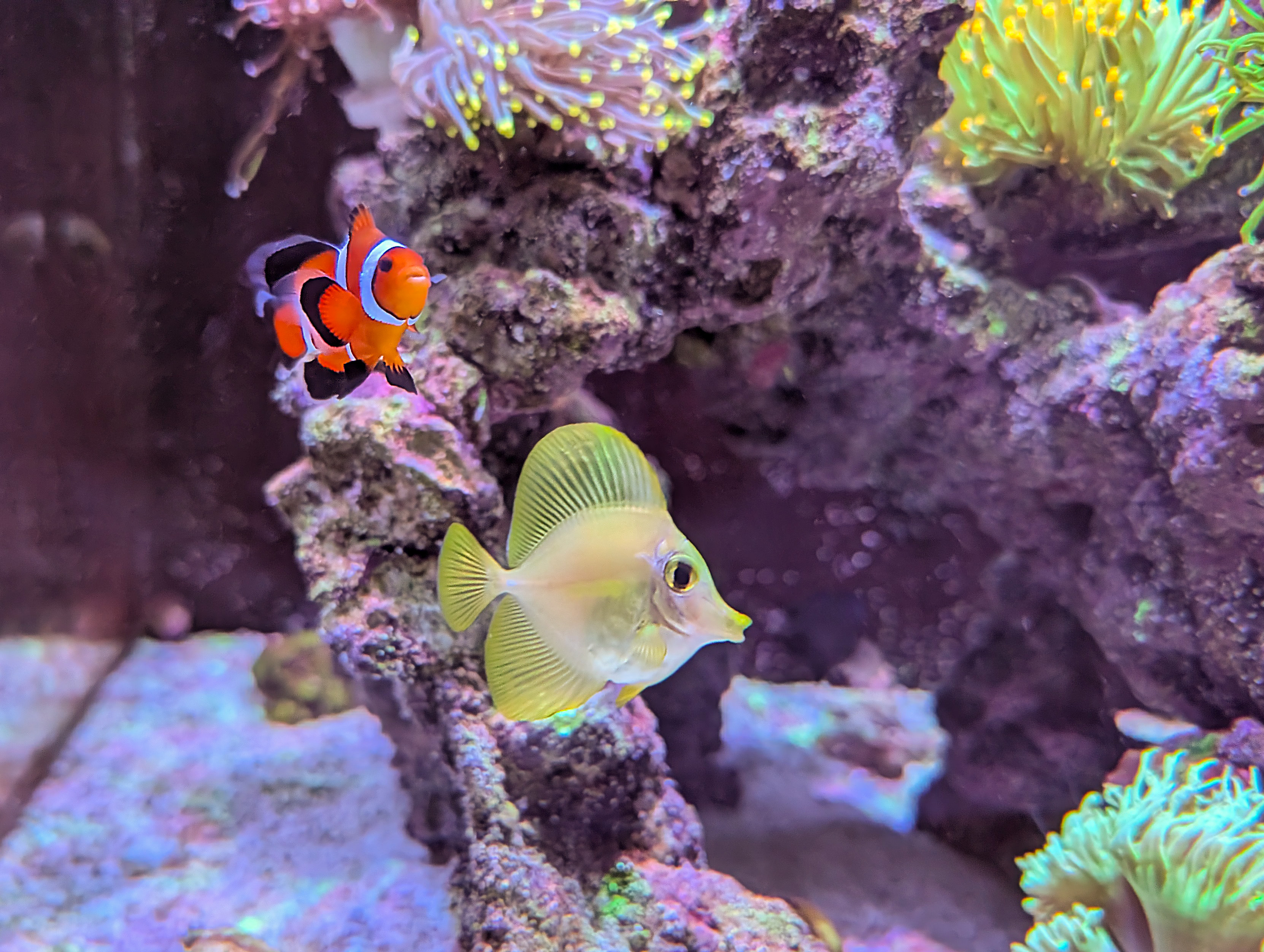 Yellow Tang