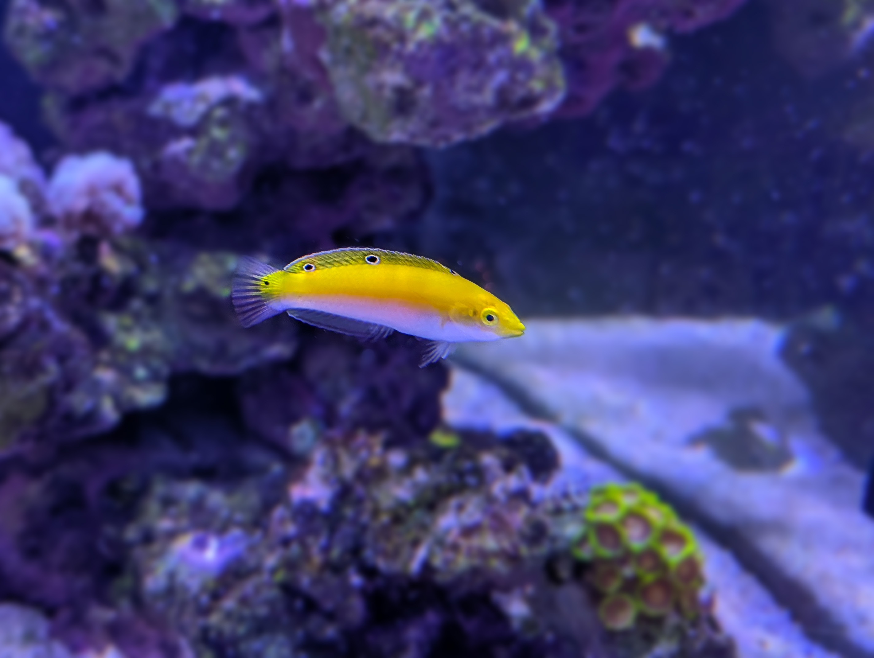 Yellow and Purple Wrasse